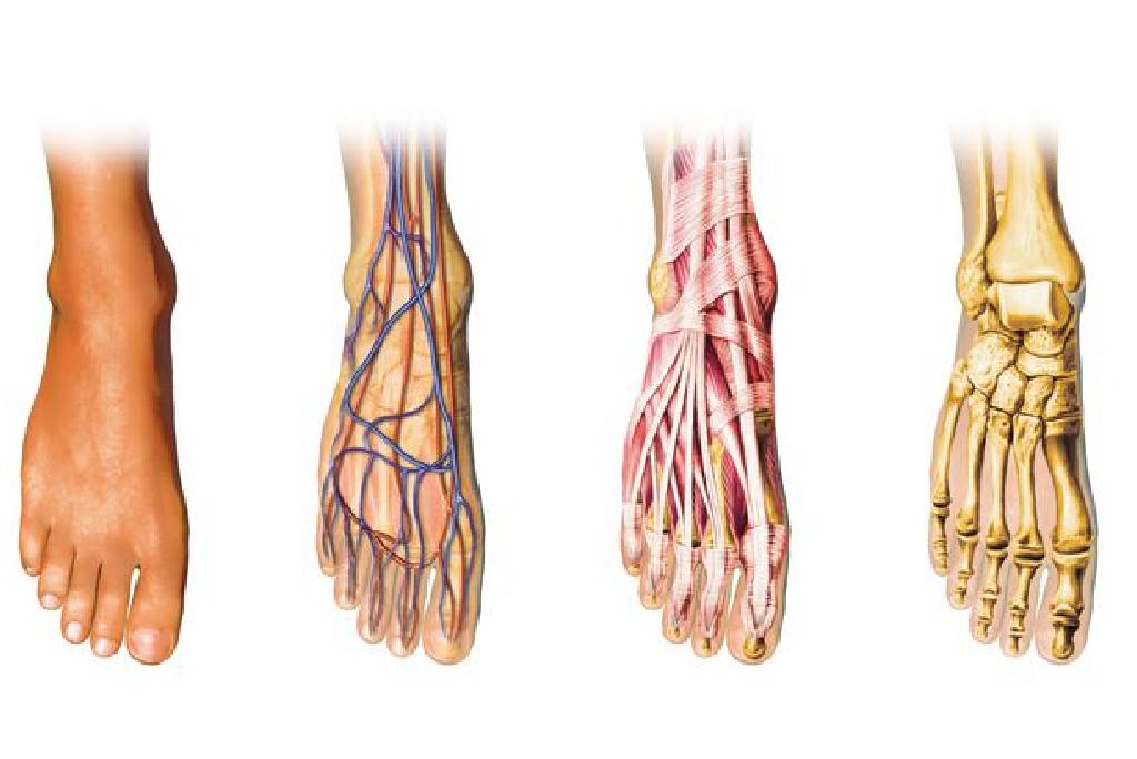Anatomia piciorului - Noutati