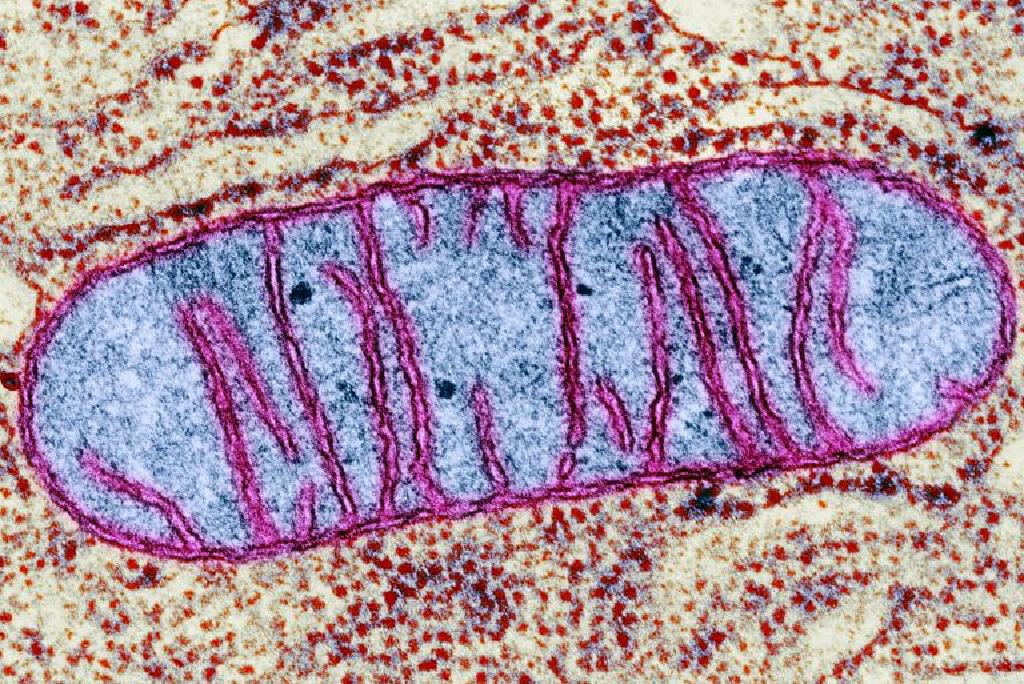 Mitochondrijų Ligų Simptomai Ir Gydymas