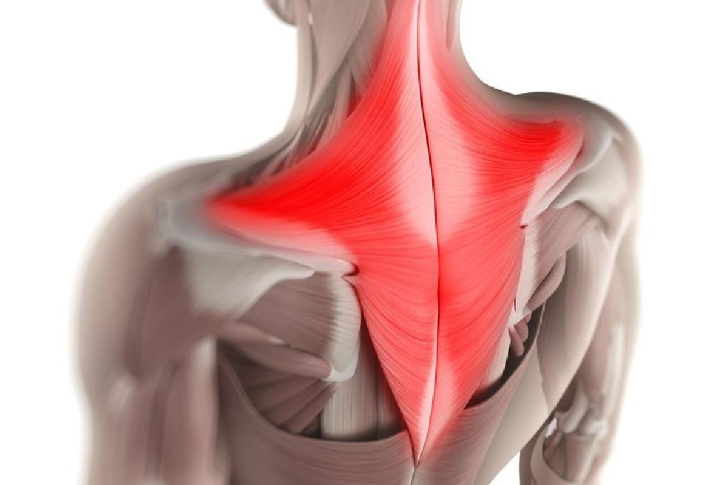 Trapezius Kas Anatomisi Ve Fonksiyonu