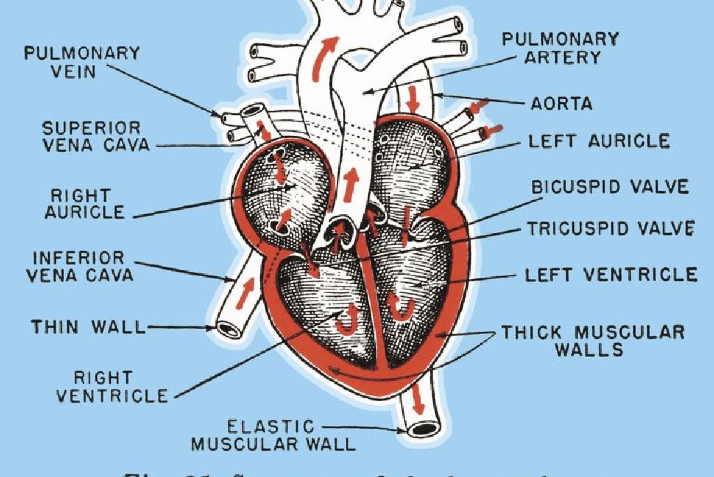 hipertenzija veliko srce