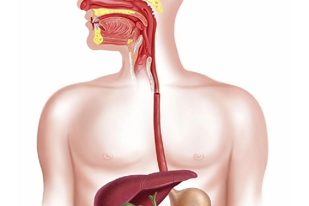 Penyebab Perdarahan Gastrointestinal Di Esophagus