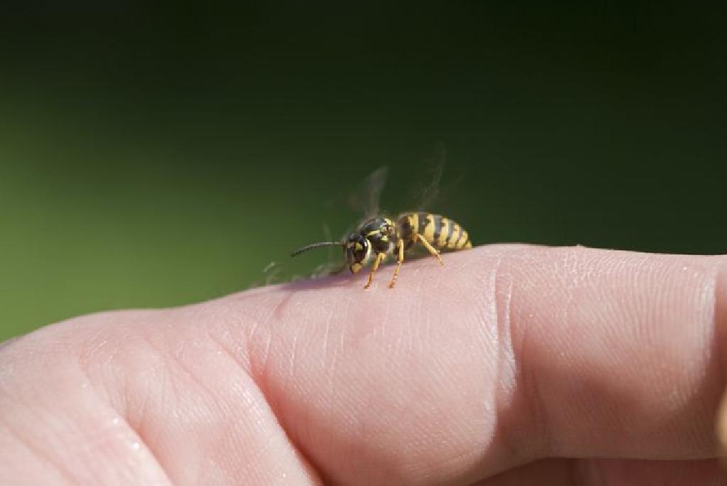 Remedii cu venin de albine pentru reumatism