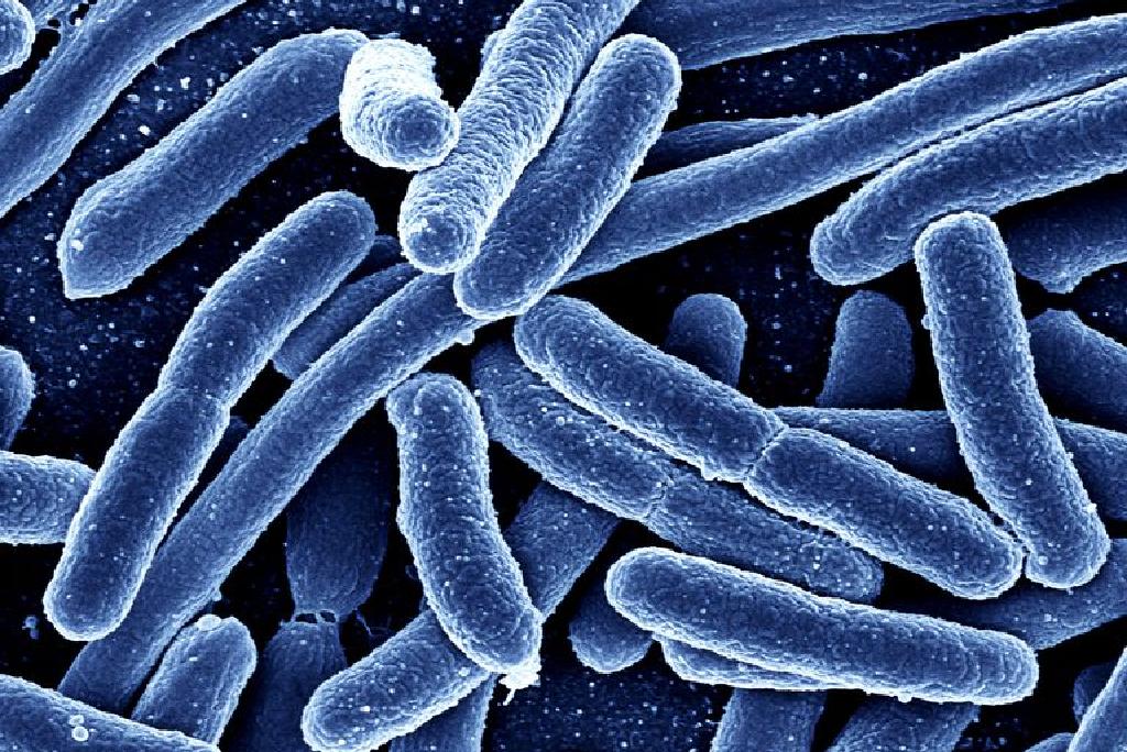 A baktériumok nem mindig „rossz fiúk”